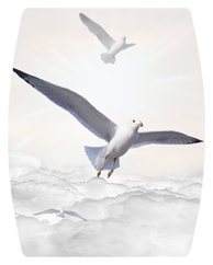 DAREC 101 WT Journey Home Clouds Birds White